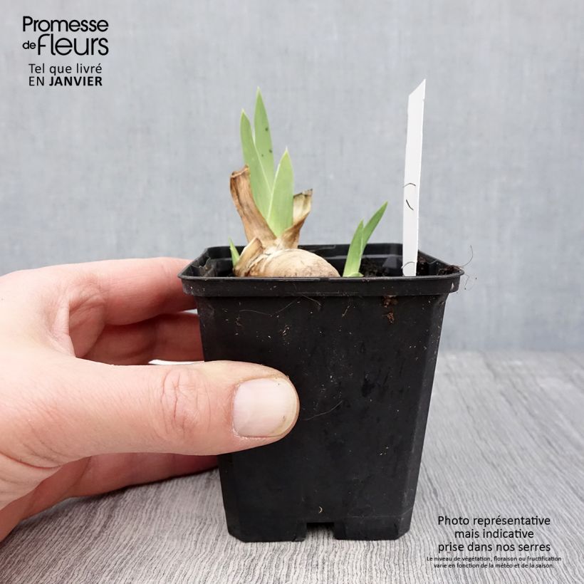 Example of Iris germanica Haut les Voiles - Iris des Jardins Kweekpotje van 8/9 cm as you get in hiver