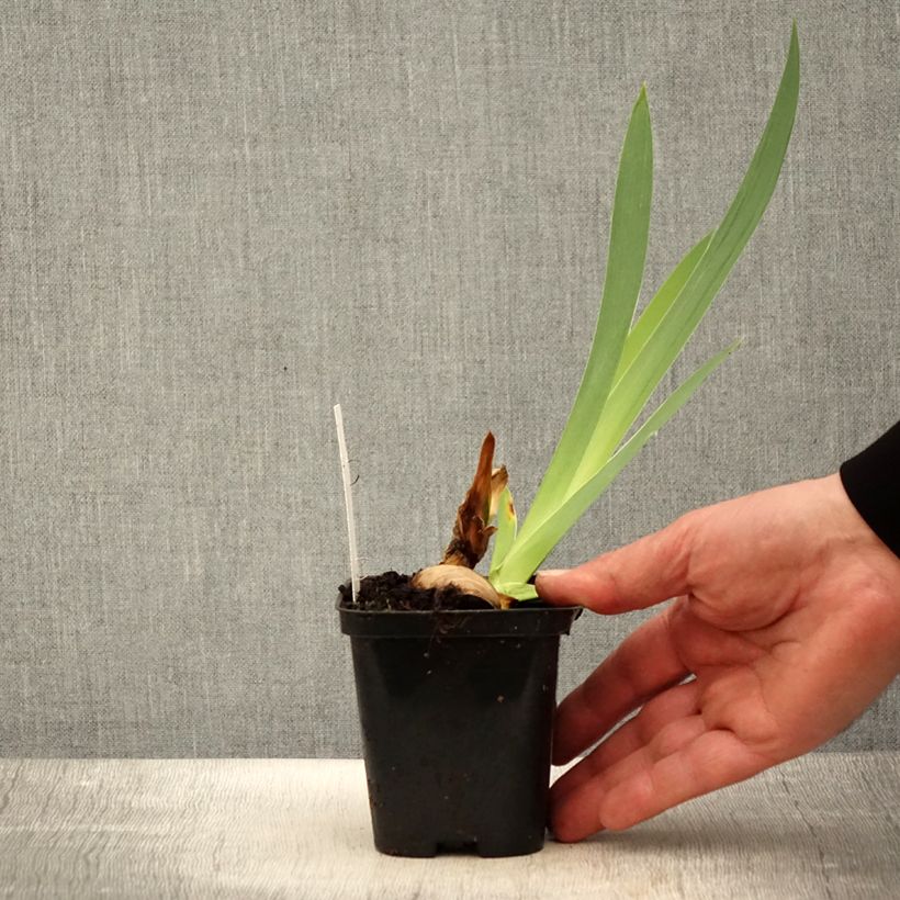 Exemplaar van Iris germanica Haut les Voiles - Baardiris Kweekpotje van 8/9 cm zoals geleverd in de lente