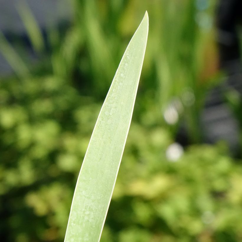 Iris germanica Hello Darling - Baardiris (Blad)
