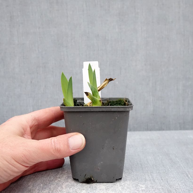 Exemplaar van Iris germanica Heure Bleue - Baardiris Kweekpotje van 8/9 cm zoals geleverd in de winter