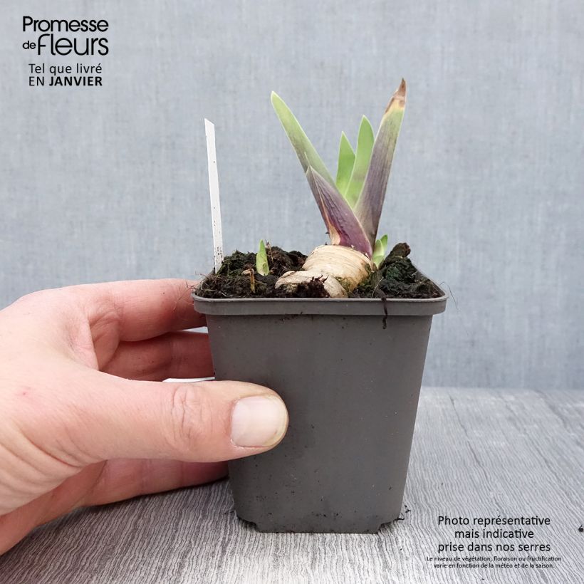 Example of Iris germanica Honky Tonk Blues - Iris des Jardins Kweekpotje van 8/9 cm as you get in hiver
