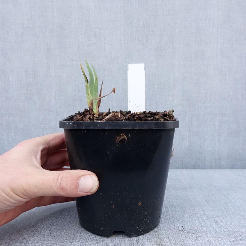 Example of Iris germanica Immortality - Baardiris Pot van 1,5 l/2 l as you get in hiver