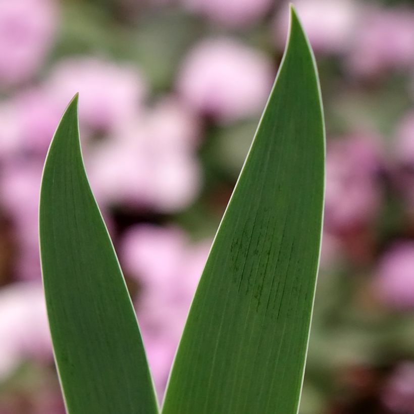 Iris germanica Inferno - Baardiris (Blad)