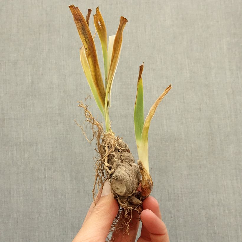 Exemplaar van Iris germanica Innocent Star - Baardiris Wortelstok zoals geleverd in de winter