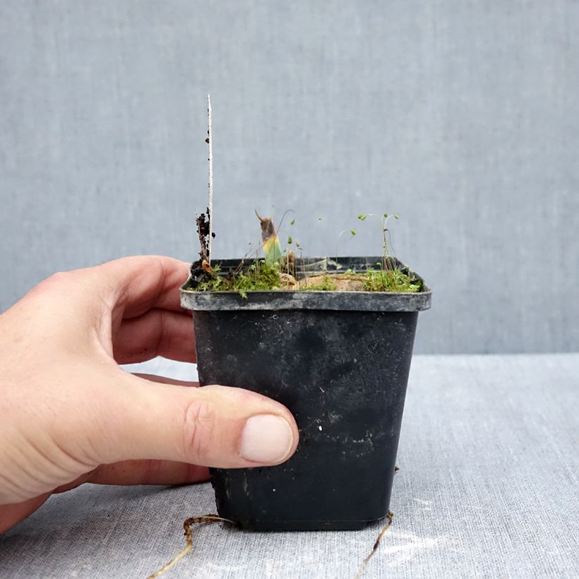 Example of Iris germanica Inviting - Iris des Jardins Kweekpotje van 8/9 cm as you get in automne