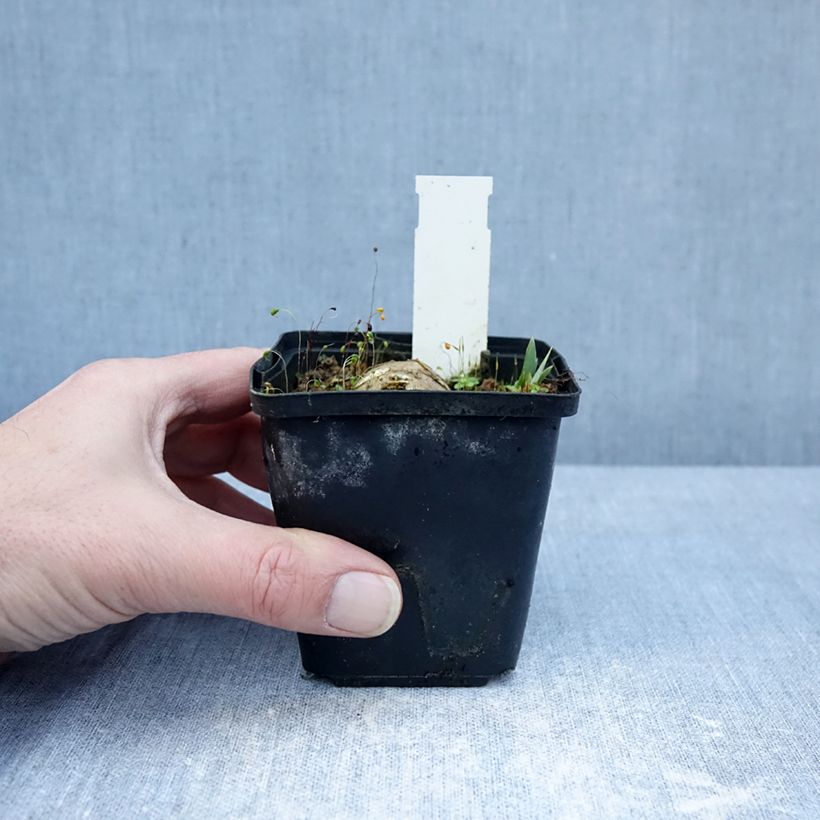 Exemplaar van Iris germanica Inviting - Baardiris Kweekpotje van 8/9 cm zoals geleverd in de winter