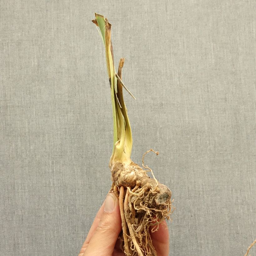 Exemplaar van Iris germanica Island Sun - Baardiris Lilliput Wortelstok zoals geleverd in de winter