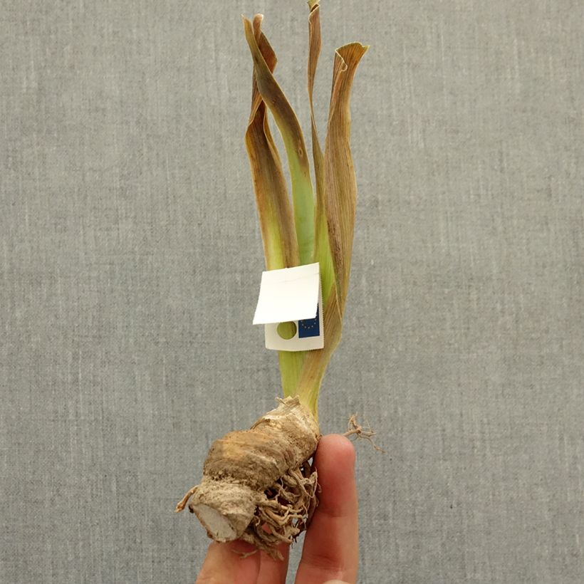 Exemplaar van Iris germanica It's A Small World - Baardiris Lilliput Wortelstok zoals geleverd in de winter
