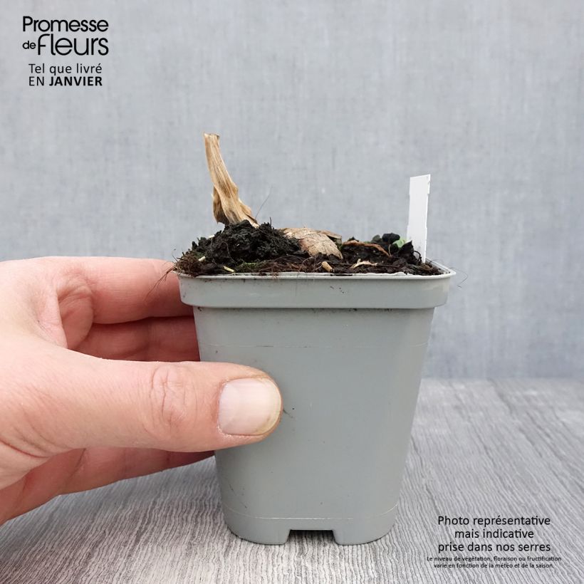 Example of Iris germanica Jazz Festival - Iris des jardins Kweekpotje van 8/9 cm as you get in hiver