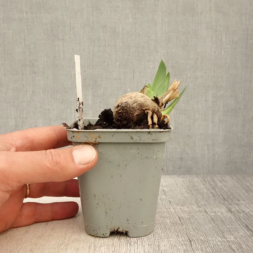 Exemplaar van Iris germanica Jazz Festival - Baardiris Kweekpotje van 8/9 cm zoals geleverd in de lente