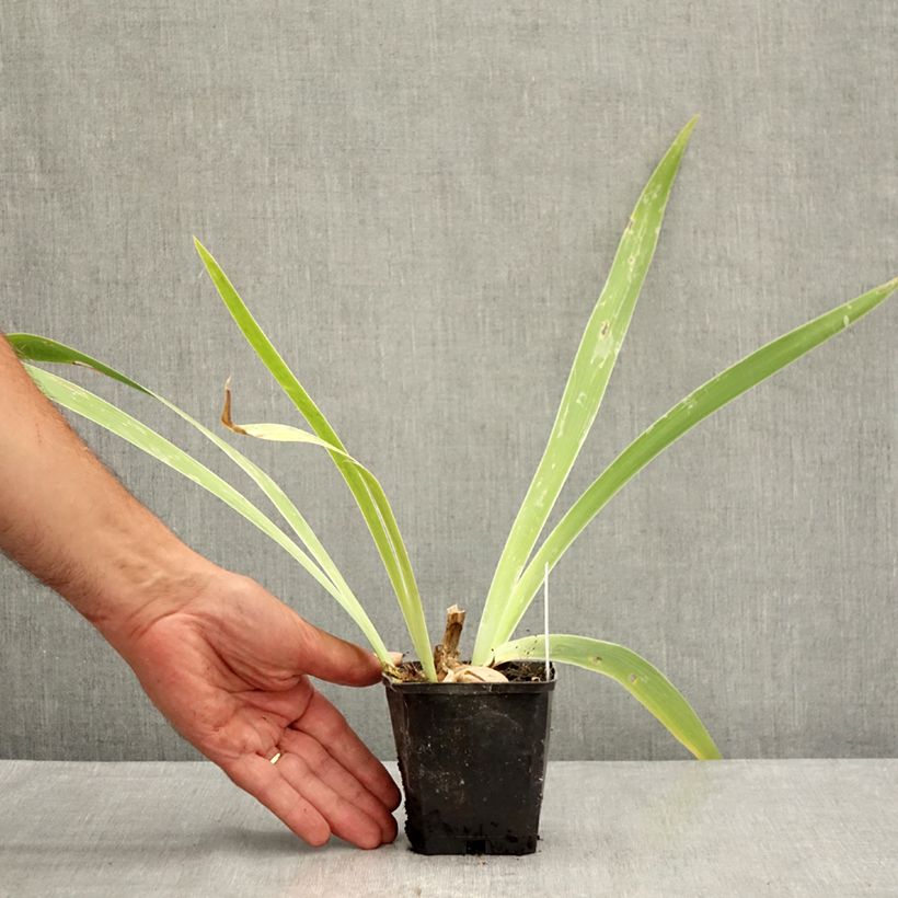 Exemplaar van Iris germanica Je Vole - Baardiris Kweekpotje van 8/9 cm zoals geleverd in de zomer