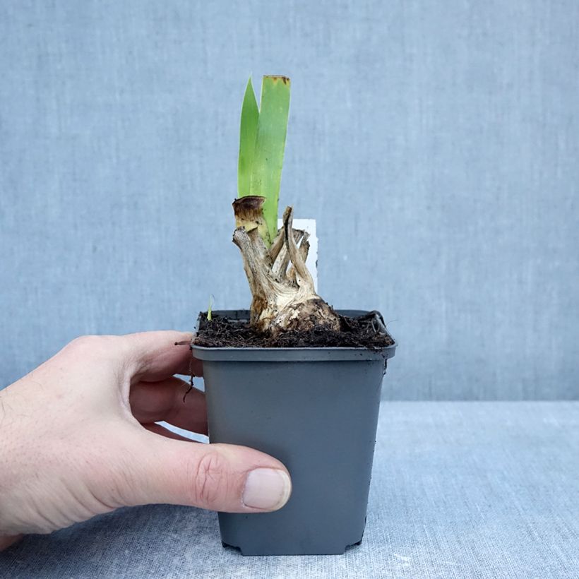 Exemplaar van Iris germanica Joyful Skies - Iris des Jardins Godet de 8/9 cm zoals geleverd in de winter