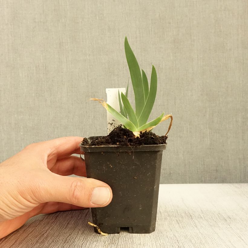 Exemplaar van Iris germanica Jus de Pomme - Iris des Jardins intermédiaire Godet de 8/9 cm zoals geleverd in de herfst