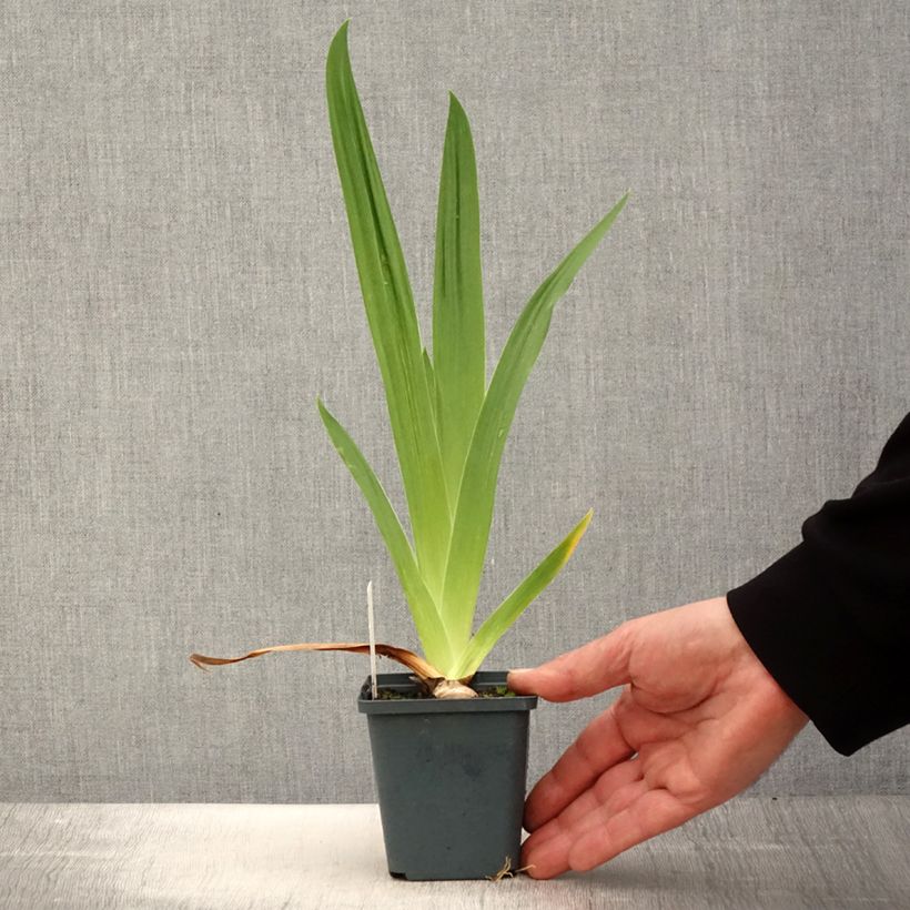 Exemplaar van Iris germanica Jus de Pomme - Baardiris Kweekpotje van 8/9 cm zoals geleverd in de lente