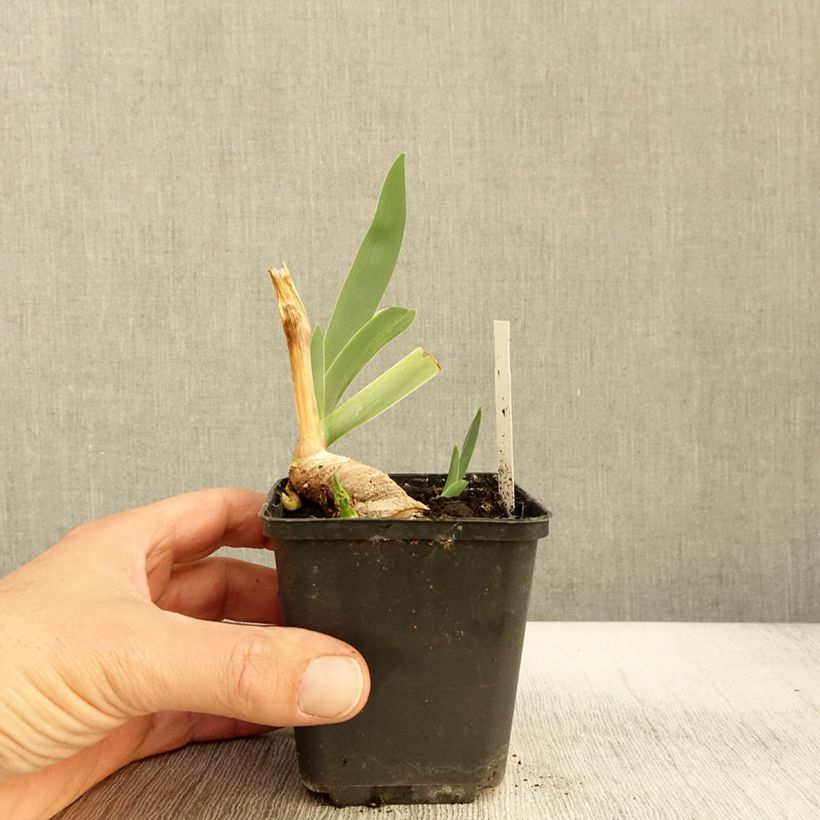 Exemplaar van Iris germanica Lark Ascending Godet de 8/9 cm zoals geleverd in de herfst