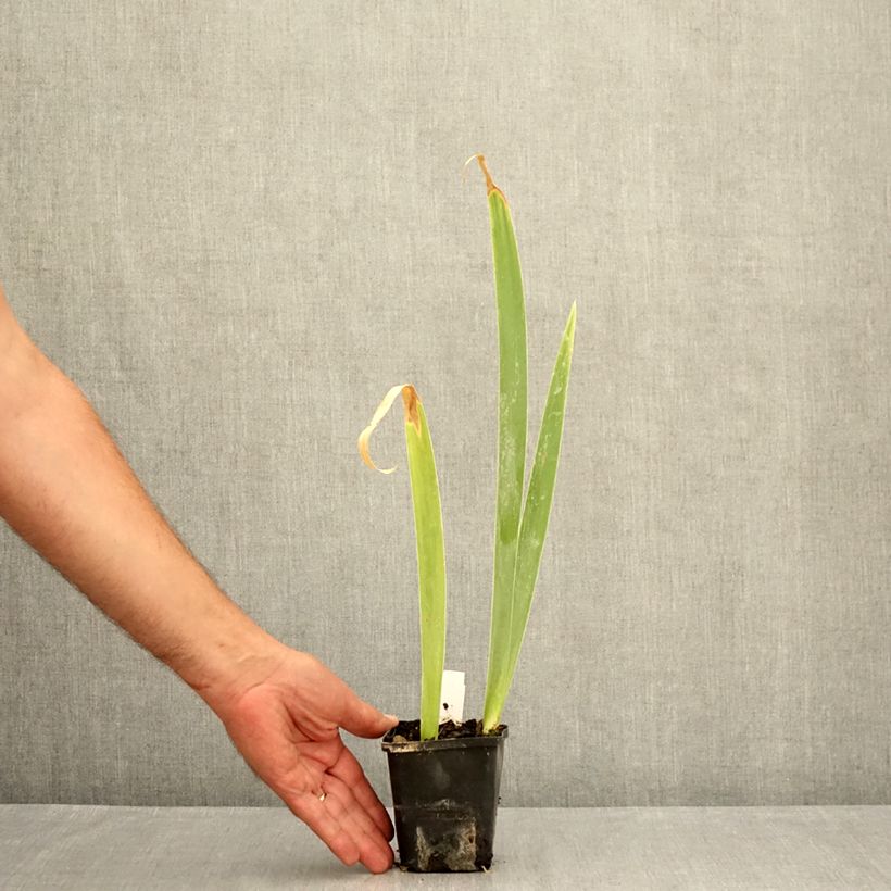 Exemplaar van Iris germanica Lemon Bubbly - Baardiris Kweekpotje van 8/9 cm zoals geleverd in de zomer