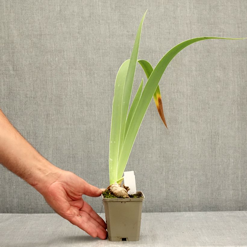 Example of Iris germanica Leonin - Iris des Jardins Kweekpotje van 8/9 cm as you get in ete