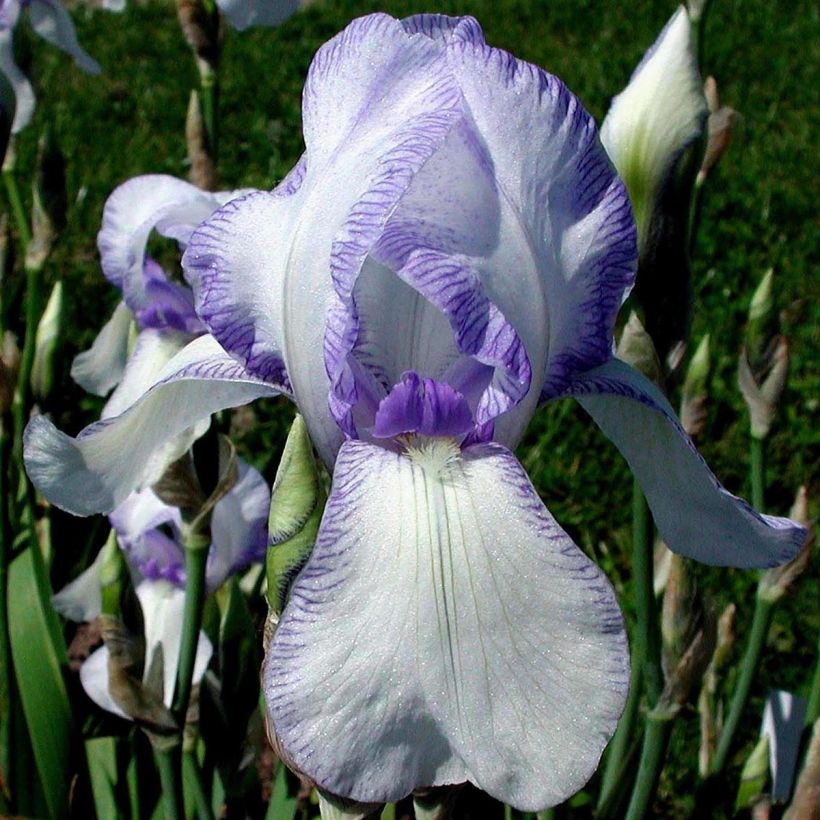 Iris germanica Ma Mie - Baardiris (Flowering)