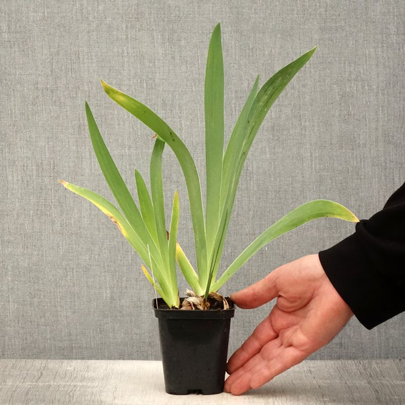 Exemplaar van Iris germanica Magnétisme - Baardiris Kweekpotje van 8/9 cm zoals geleverd in de lente