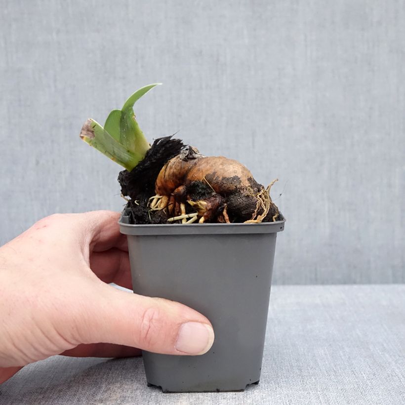 Exemplaar van Iris germanica Mallow dramatic - Baardiris Kweekpotje van 8/9 cm zoals geleverd in de winter