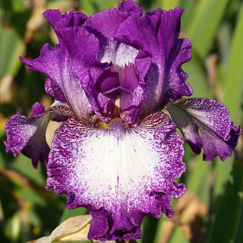 Iris germanica Mariposa Autumn - Baardiris (Flowering)