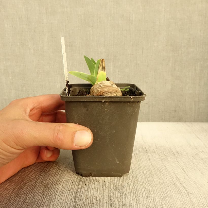 Exemplaar van Iris germanica Master Plan - Baardiris Kweekpotje van 8/9 cm zoals geleverd in de herfst