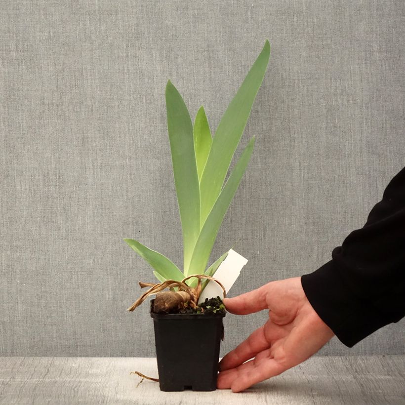Example of Iris germanica Mer du Sud - Iris des Jardins Kweekpotje van 8/9 cm as you get in printemps