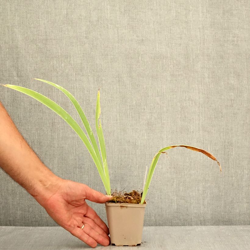 Exemplaar van Iris germanica Modern Woman - Baardiris Kweekpotje van 8/9 cm zoals geleverd in de zomer