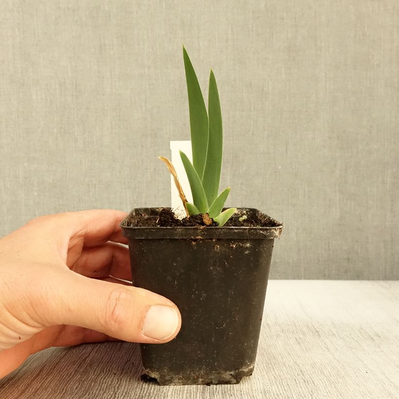 Exemplaar van Iris germanica Modern Woman - Iris des Jardins Godet de 8/9 cm zoals geleverd in de herfst