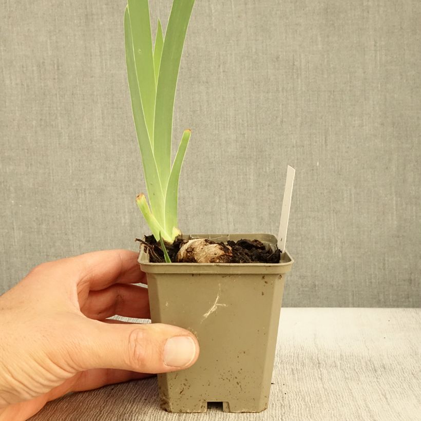 Exemplaar van Iris germanica Morning Mail - Iris des Jardins Godet de 8/9 cm zoals geleverd in de herfst