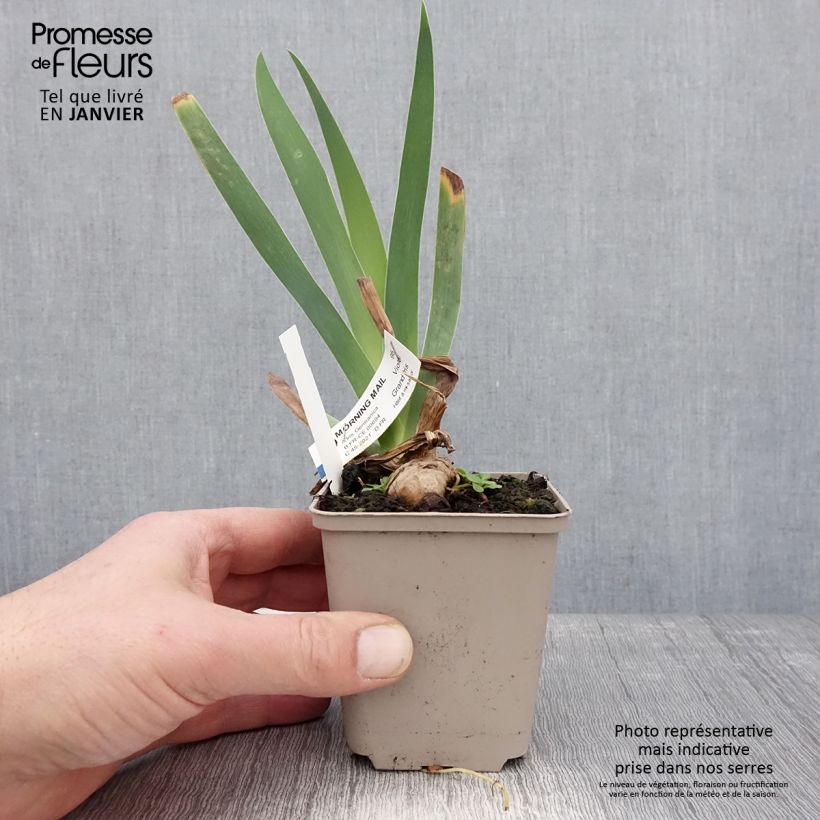 Exemplaar van Iris germanica Morning Mail - Baardiris Kweekpotje van 8/9 cm zoals geleverd in de winter