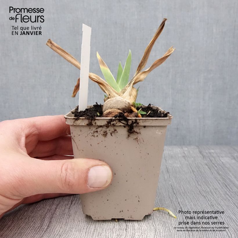 Example of Iris germanica Naples - Iris des Jardins  Kweekpotje van 8/9 cm as you get in hiver