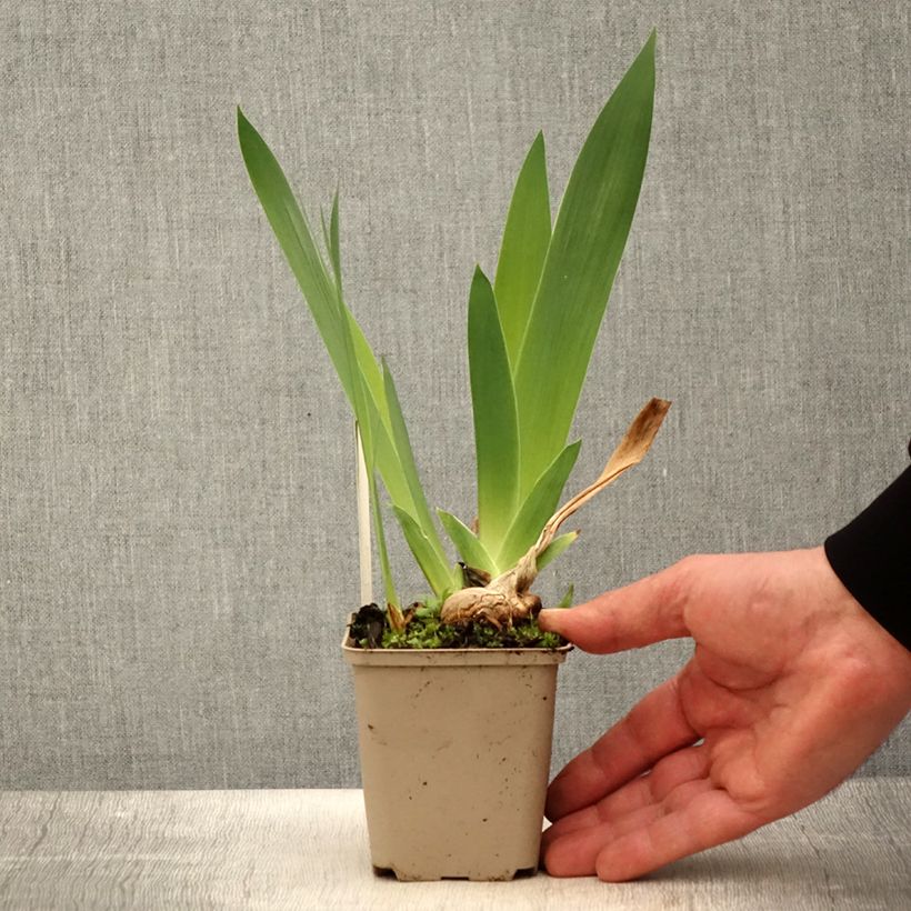 Exemplaar van Iris germanica Naples - Baardiris Kweekpotje van 8/9 cm zoals geleverd in de lente