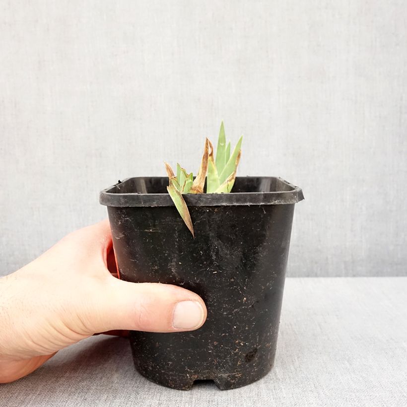 Example of Iris germanica Natchez Trace - Baardiris Pot van 1,5 l/2 l as you get in hiver