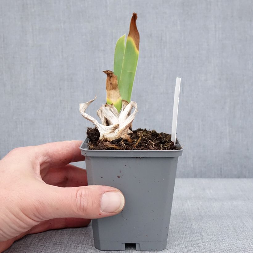 Example of Iris germanica Natchez Trace - Baardiris Kweekpotje van 8/9 cm as you get in hiver