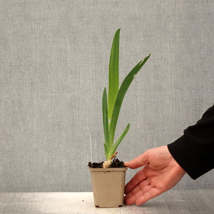 Exemplaar van Iris germanica Noctambule - Baardiris Kweekpotje van 8/9 cm zoals geleverd in de lente