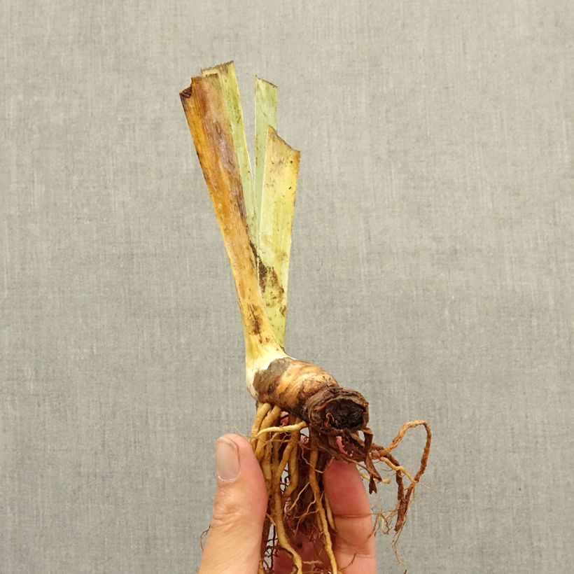 Exemplaar van Iris germanica Nuance Royale - Baardiris Wortelstok zoals geleverd in de winter
