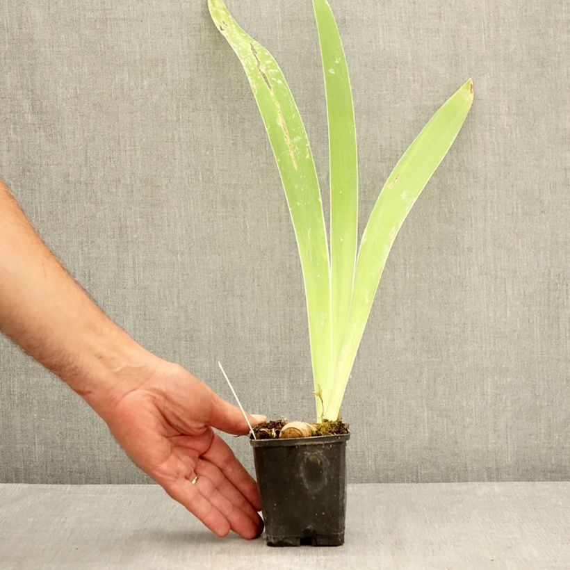 Exemplaar van Iris germanica Oh! Susannah - Baardiris Kweekpotje van 8/9 cm zoals geleverd in de zomer