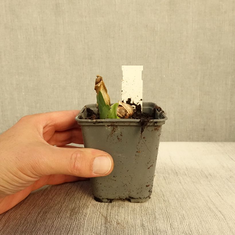 Exemplaar van Iris germanica Oh! Susannah - Baardiris Kweekpotje van 8/9 cm zoals geleverd in de herfst