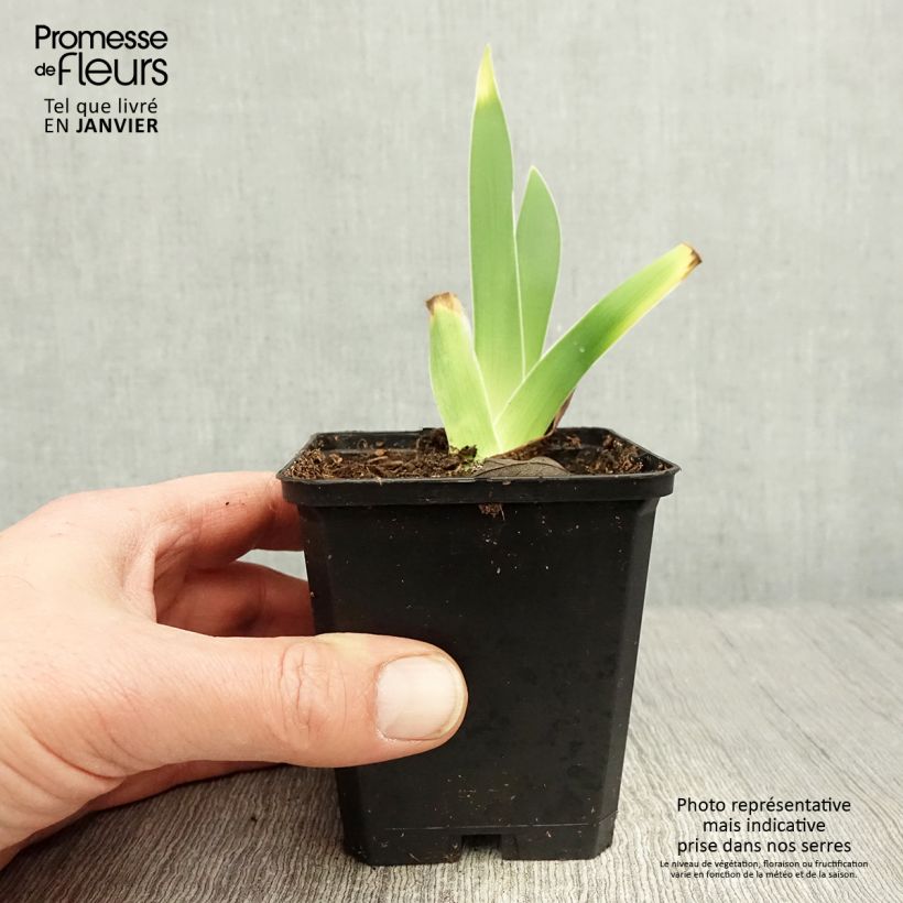 Exemplaar van Iris germanica On En Rêve - Baardiris Wortelstok, diameter 10–15 mm, extra kwaliteit zoals geleverd in de winter