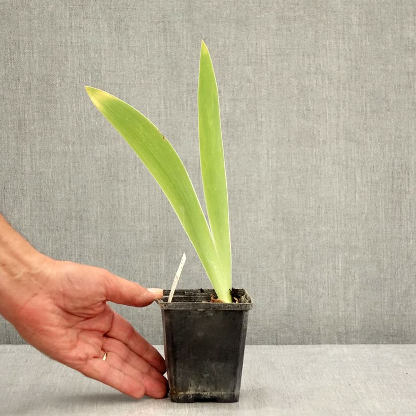 Exemplaar van Iris germanica Pastel Printanier - Baardiris Kweekpotje van 8/9 cm zoals geleverd in de zomer