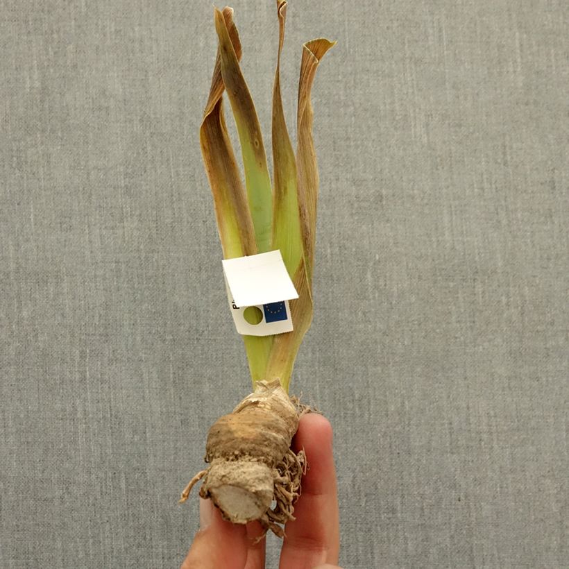 Exemplaar van Iris germanica Pastell Ballett - Baardiris Lilliput Wortelstok zoals geleverd in de winter