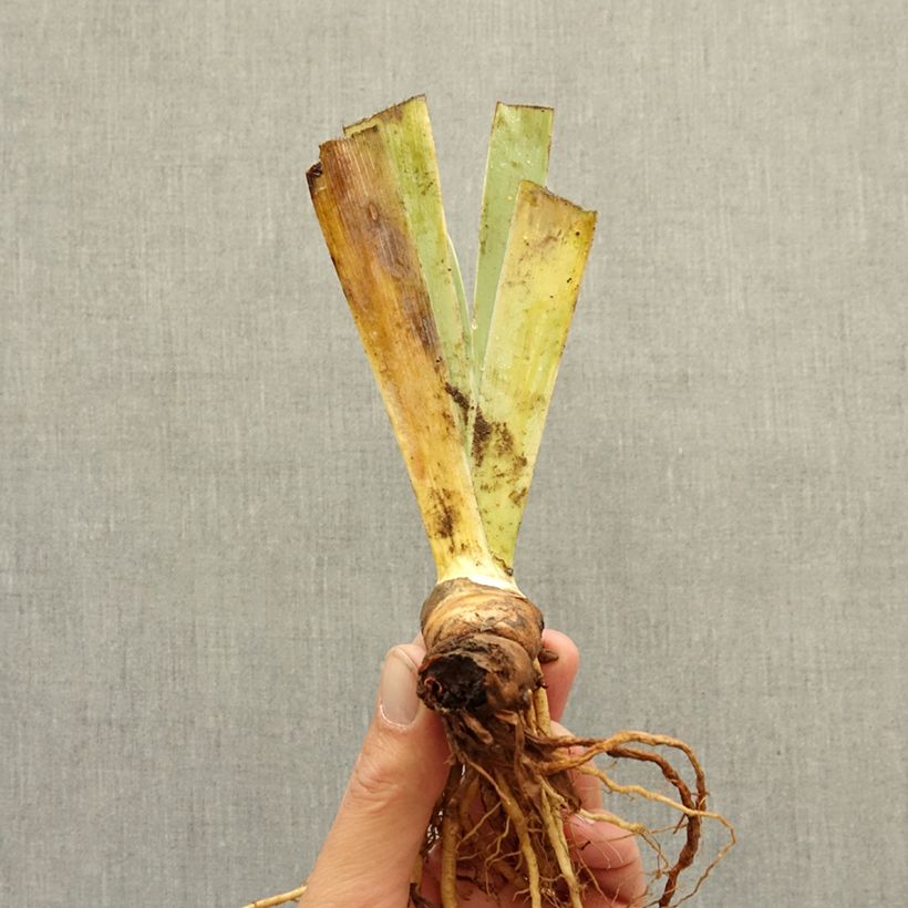 Exemplaar van Iris germanica Pink Blink - Baardiris Wortelstok zoals geleverd in de winter