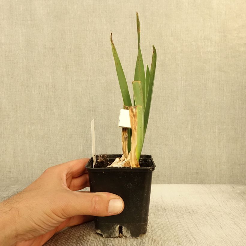 Exemplaar van Iris germanica Plaisantin - Iris des Jardins Godet de 8/9 cm zoals geleverd in de herfst