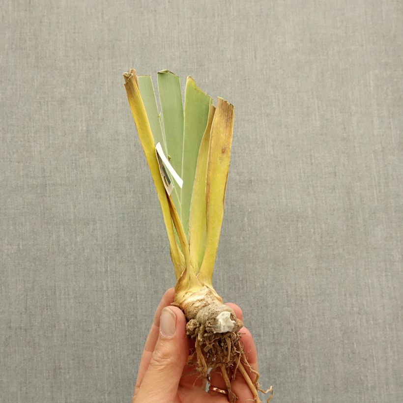 Exemplaar van Iris germanica Polar Shift - Baardiris Wortelstok zoals geleverd in de winter