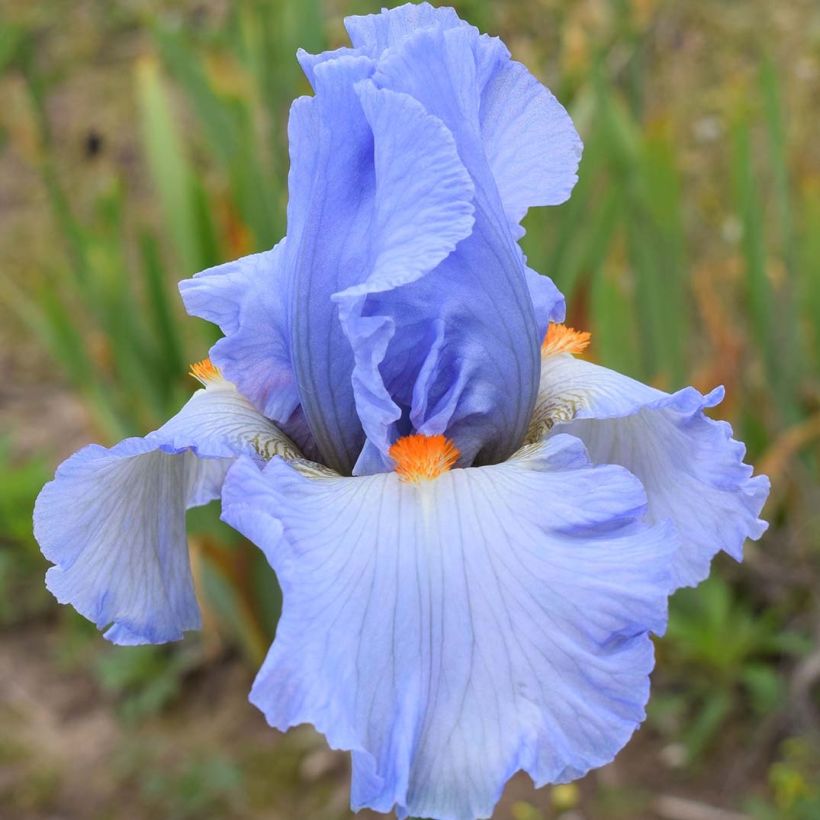 Iris germanica rincesse Caroline de Monaco - Baardiris (Flowering)
