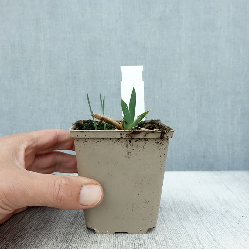 Exemplaar van Iris germanica Profond Mystère - Baardiris Kweekpotje van 8/9 cm zoals geleverd in de herfst