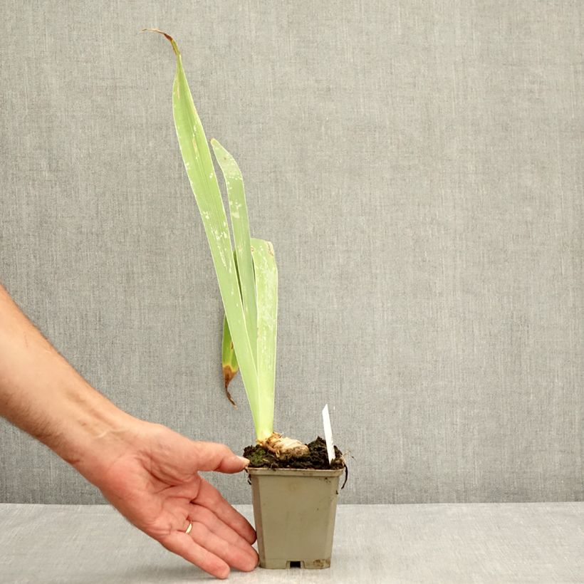 Exemplaar van Iris germanica Profond Soupir - Baardiris Kweekpotje van 8/9 cm zoals geleverd in de zomer