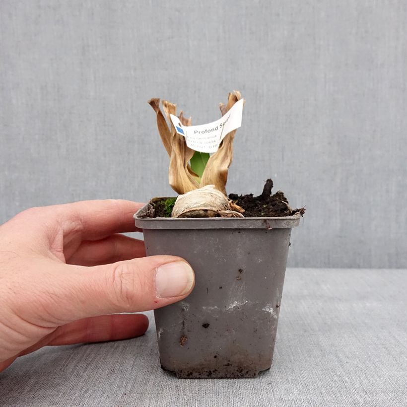 Example of Iris germanica Profond Soupir - Grand Iris des Jardins Kweekpotje van 8/9 cm as you get in hiver