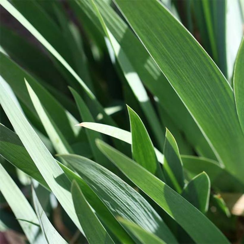 Iris germanica Provençal - Baardiris (Foliage)